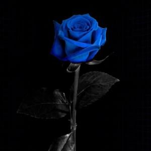 Meet your Posher, Tj